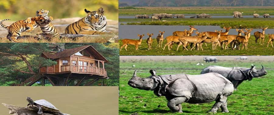 Best Eco-Tourism and Sustainable Travel Destinations in India