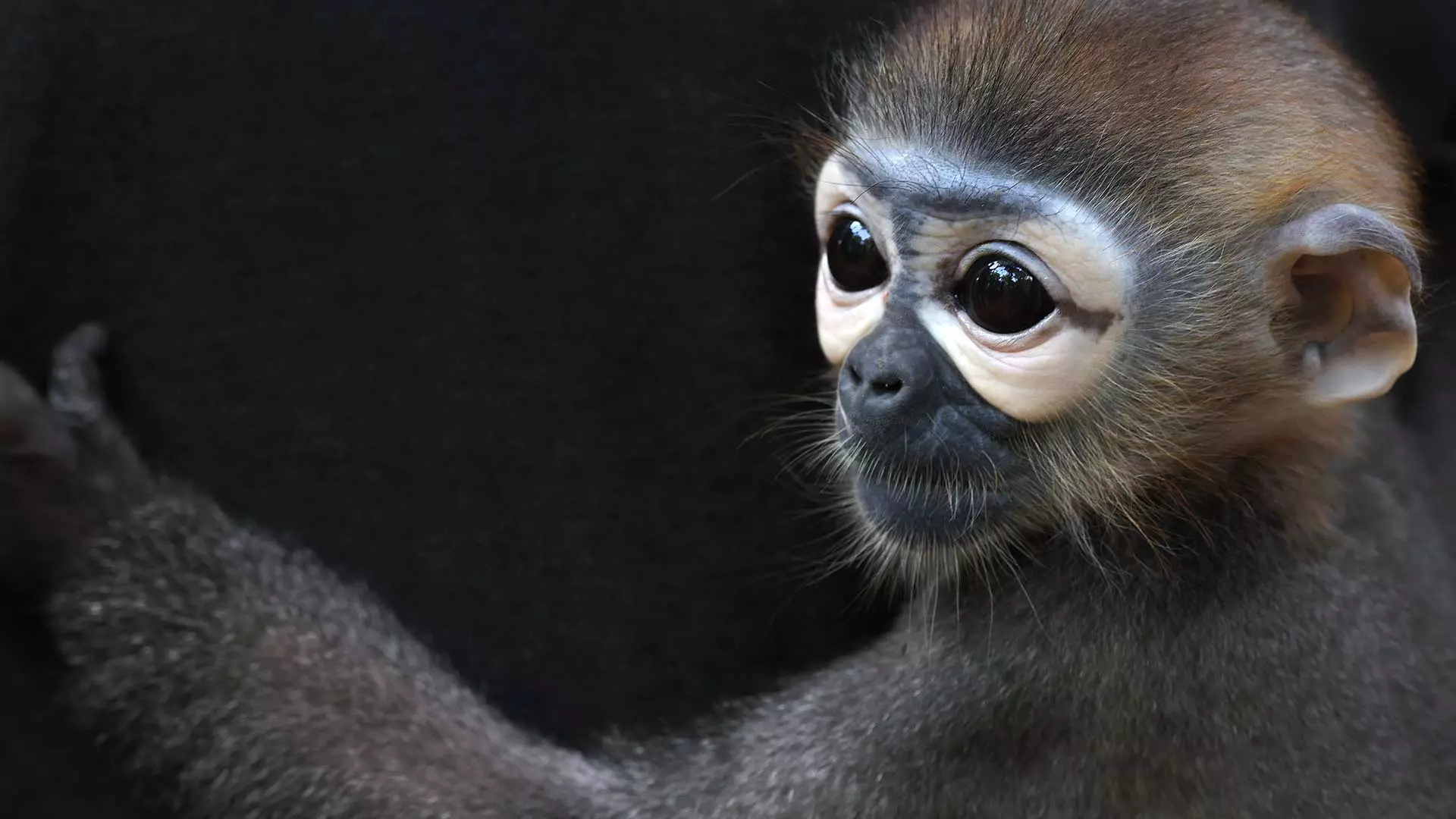 Protecting Our Planet: Why World Wildlife Day Matters for Biodiversity