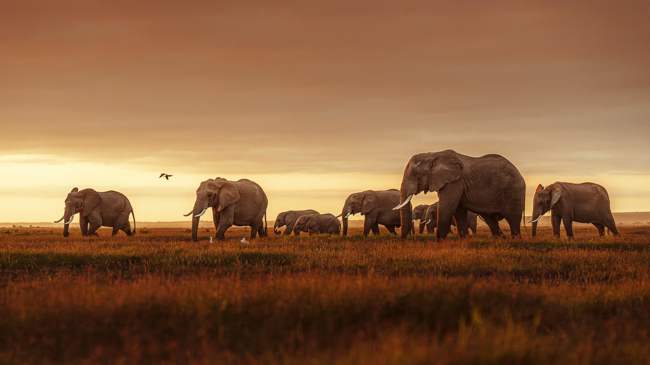 Simple Ways You Can Support Wildlife Conservation from Home