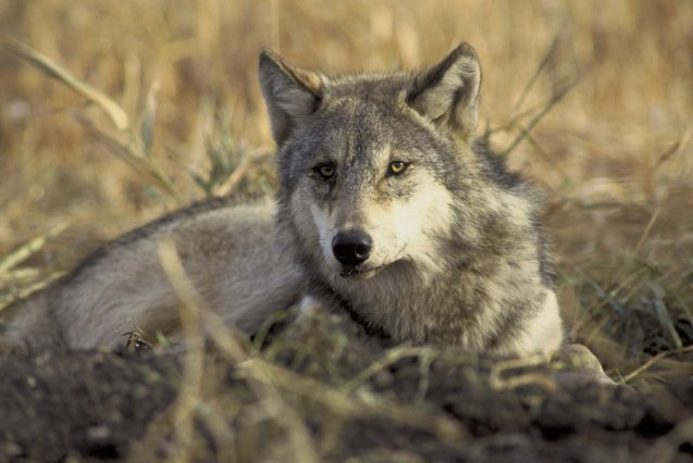 The Role of Technology in Protecting Endangered Wildlife