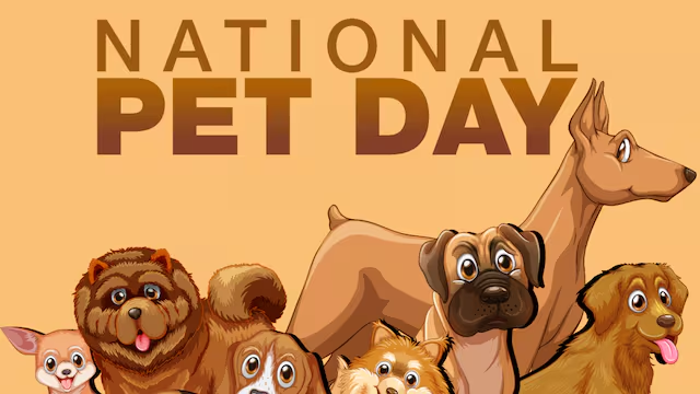Top Gift Ideas to Pamper Your Pet This National Pet Day