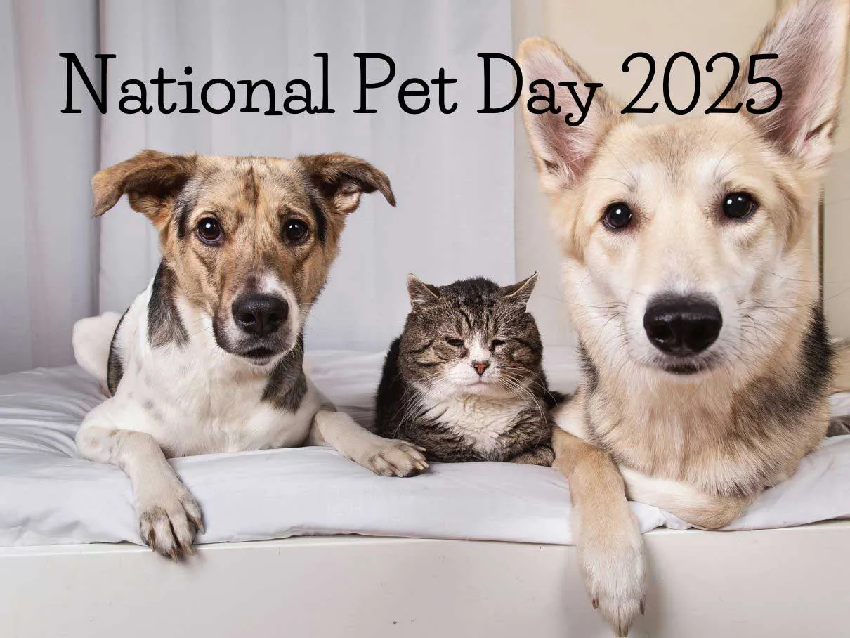 Fun Social Media Ideas to Share the Love on National Pet Day