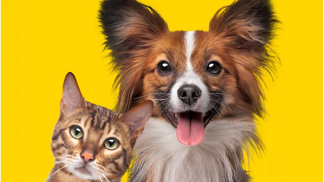 How Pets Improve Our Mental Health and Well-Being Every Day